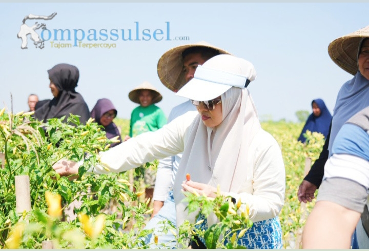 Bupati Gowa Husniah Talenrang Panen Bersama Warga Bontonompo, Ajak Putranya Belajar di Sawah dan Tegaskan Komitmen Majukan Pertanian.